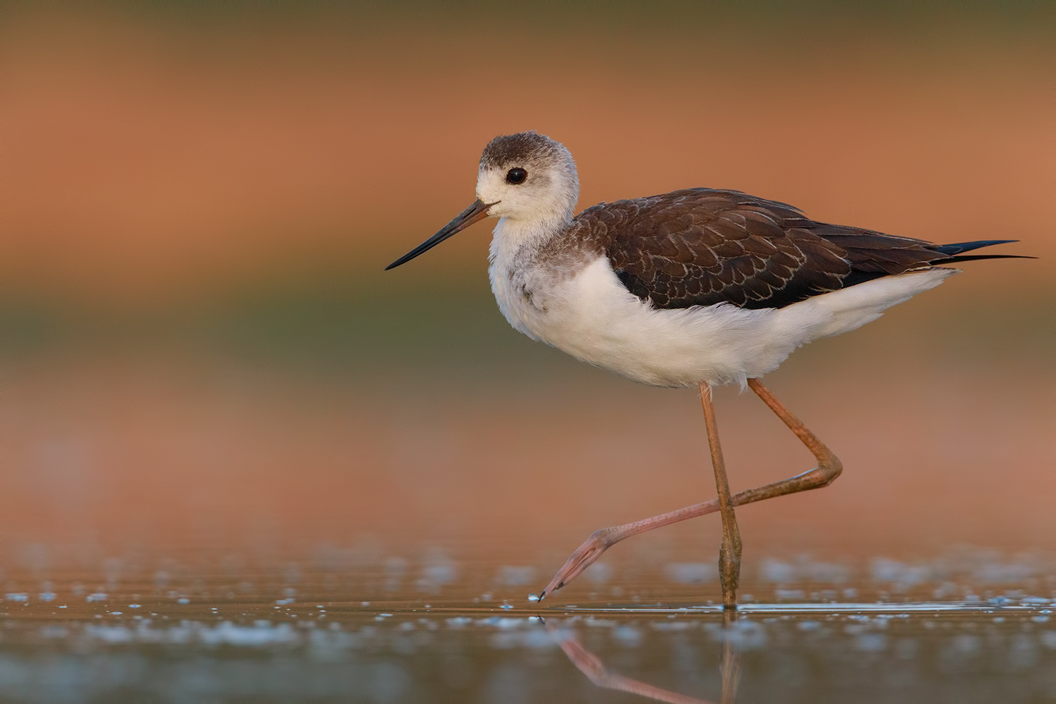 un giovanissimo cavaliere d'italia...