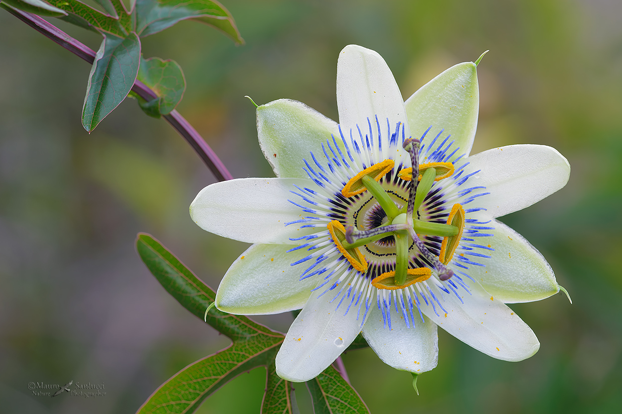 Passiflora caerulea