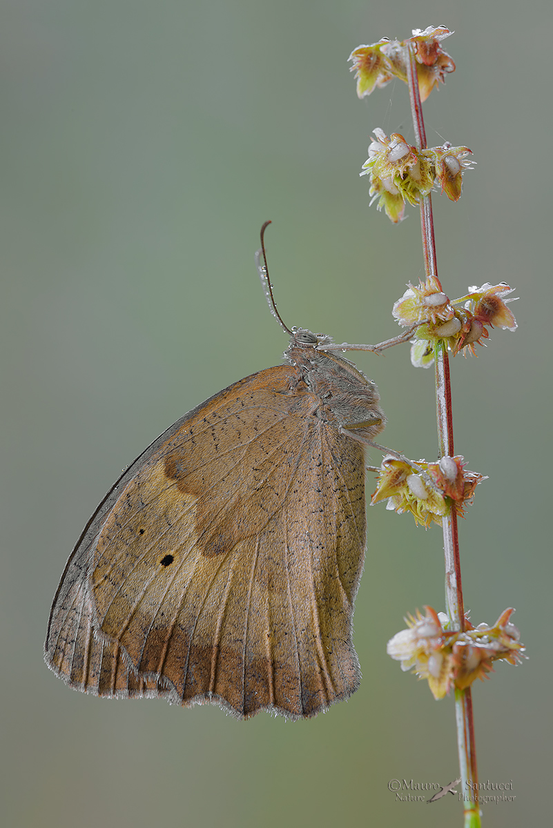 Maniola-jurtina_DSC4484