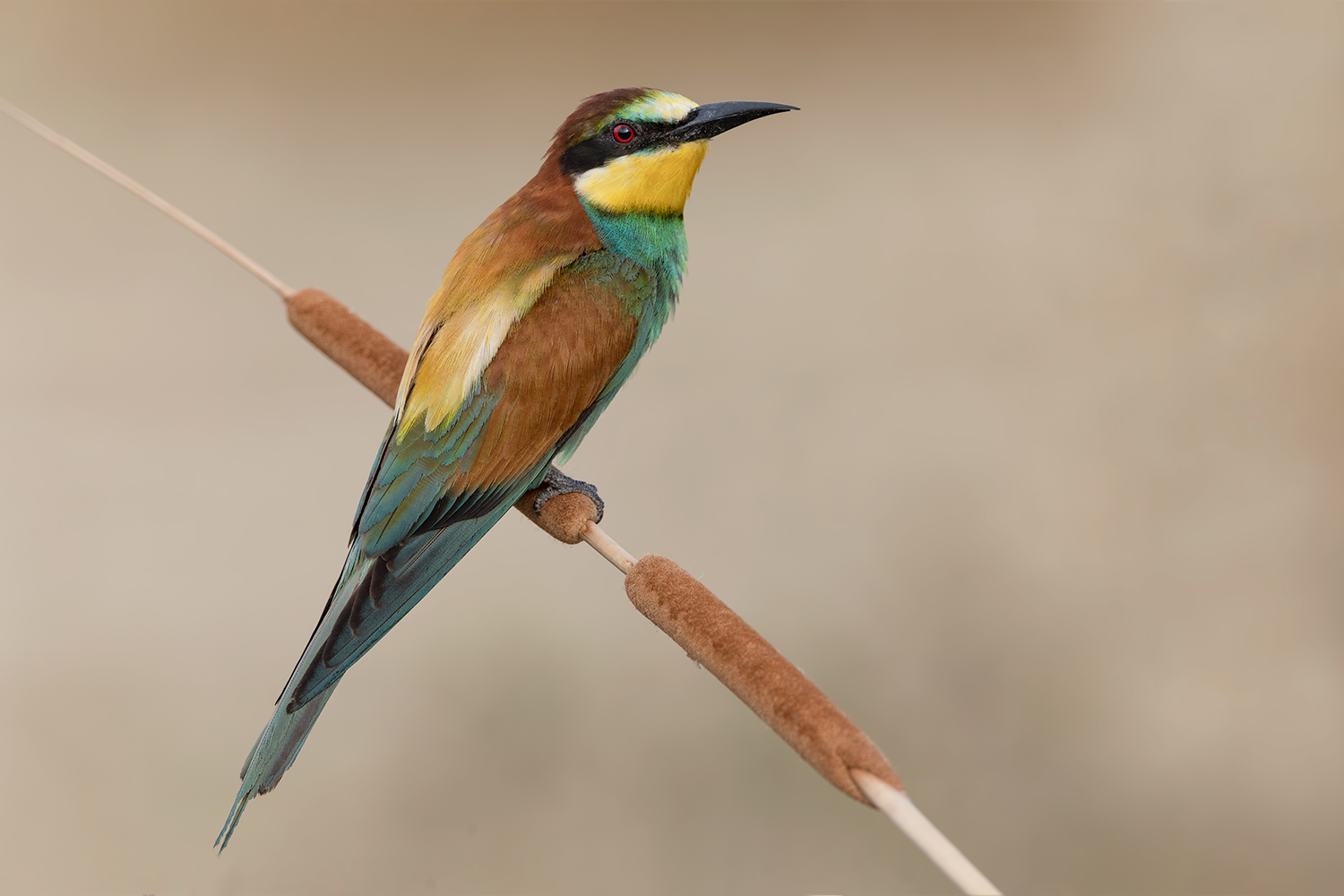 l'alba del giorno dopo....