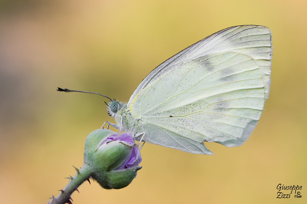 Pieris brassicae