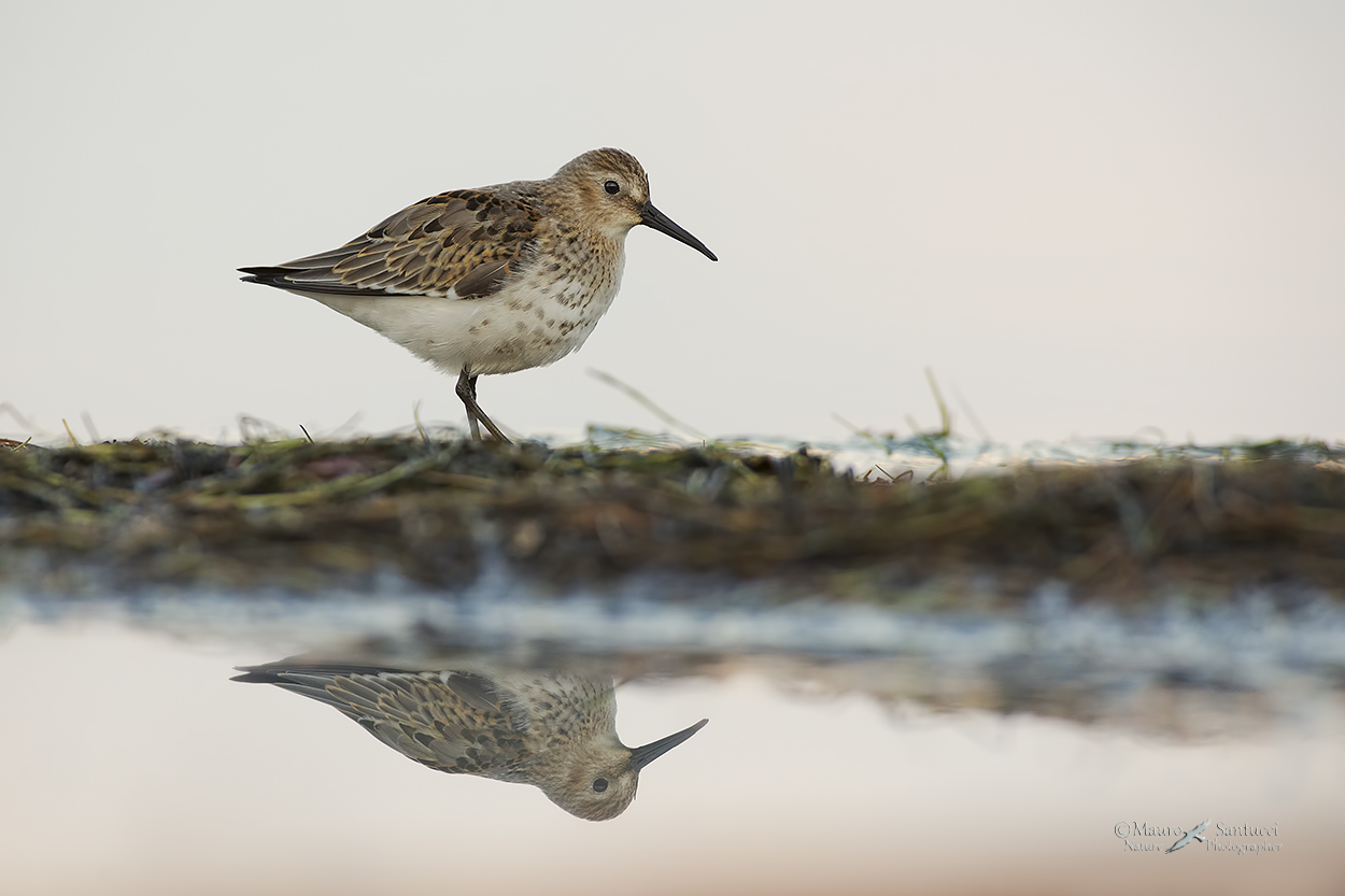 Piovanello pancianera_DSC1142