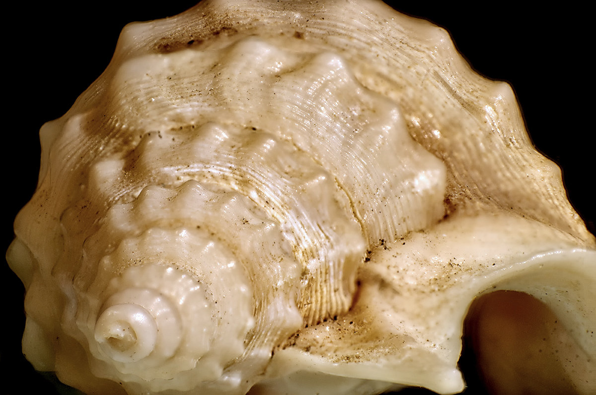 Conchiglia - 2� Macro