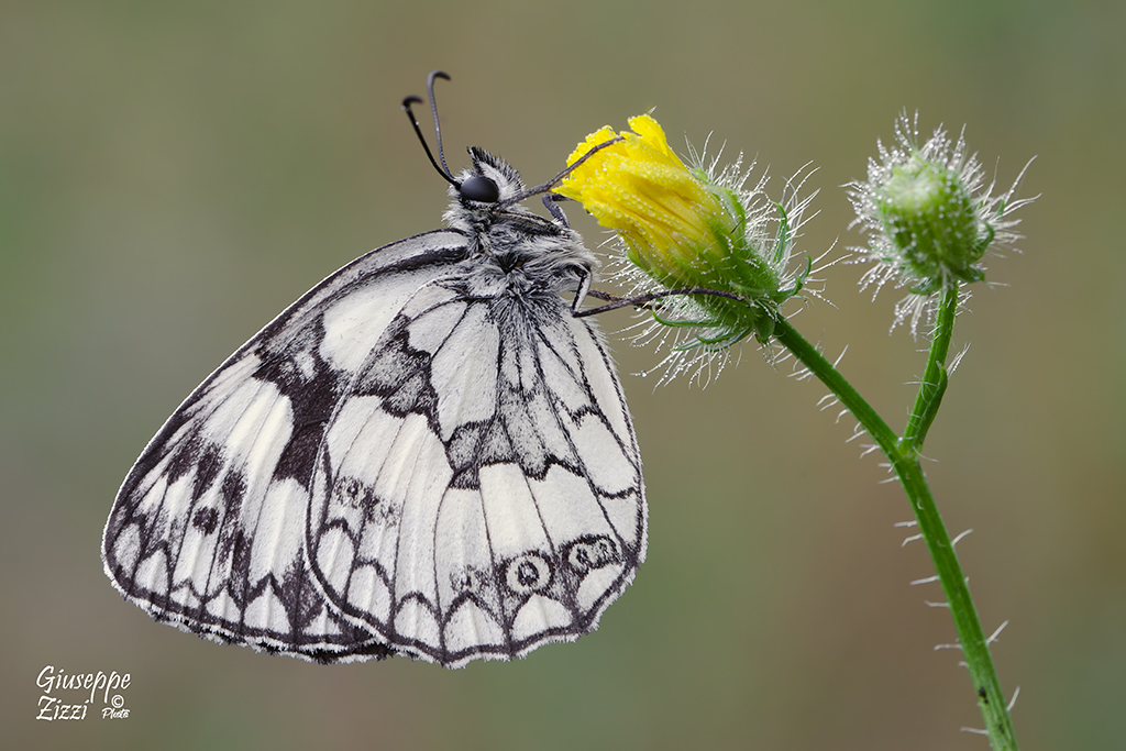 Melanargia galathea