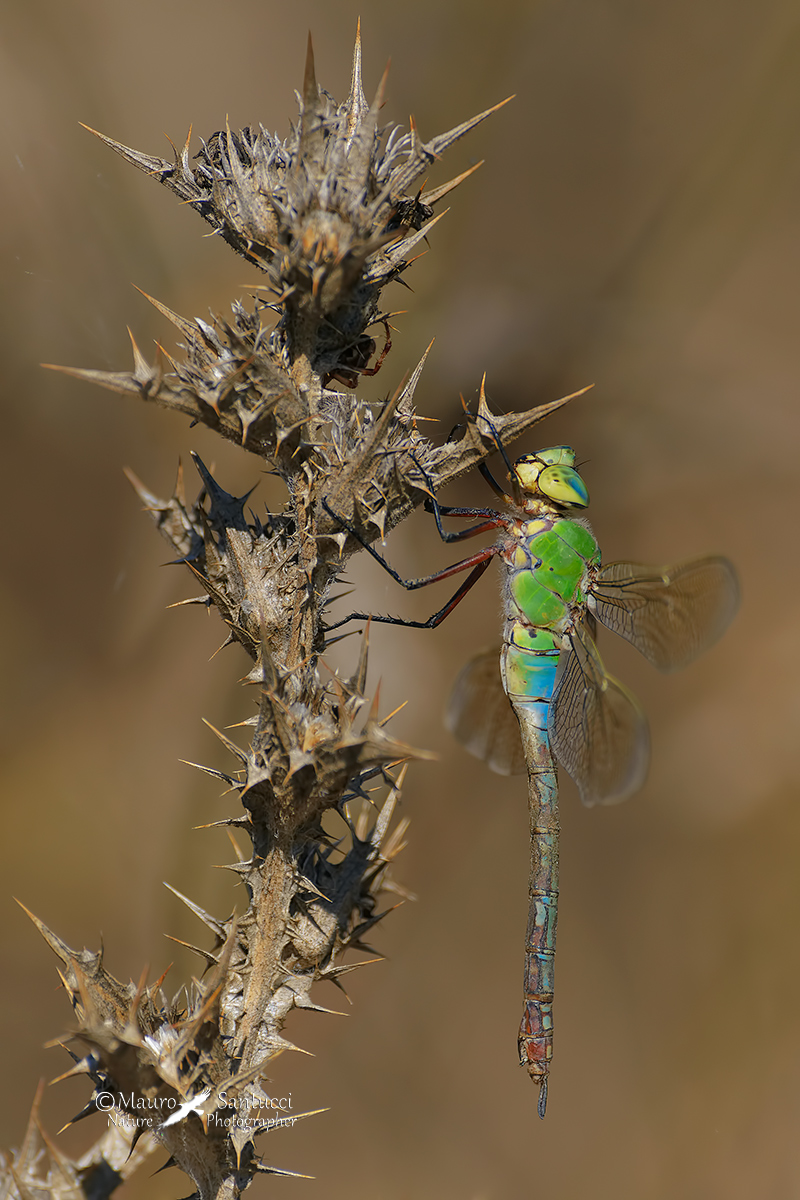 Anax imperator