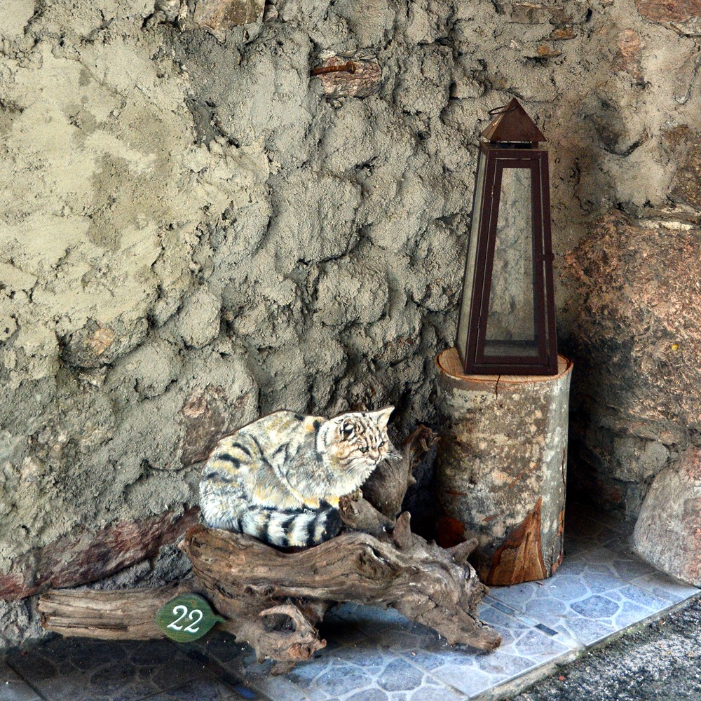 N� 22 Gatto selvatico