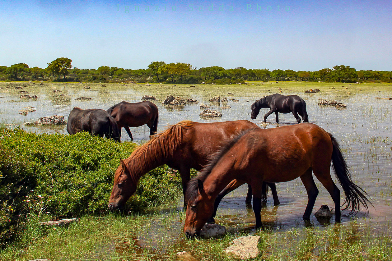 I cavallini della Giara