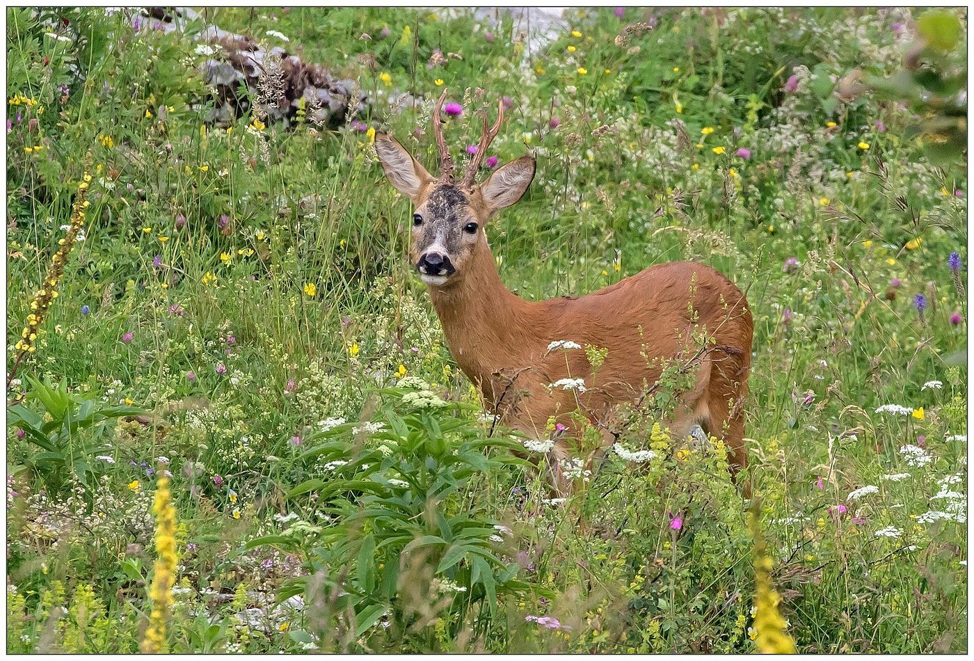 Nel giardino fiorito