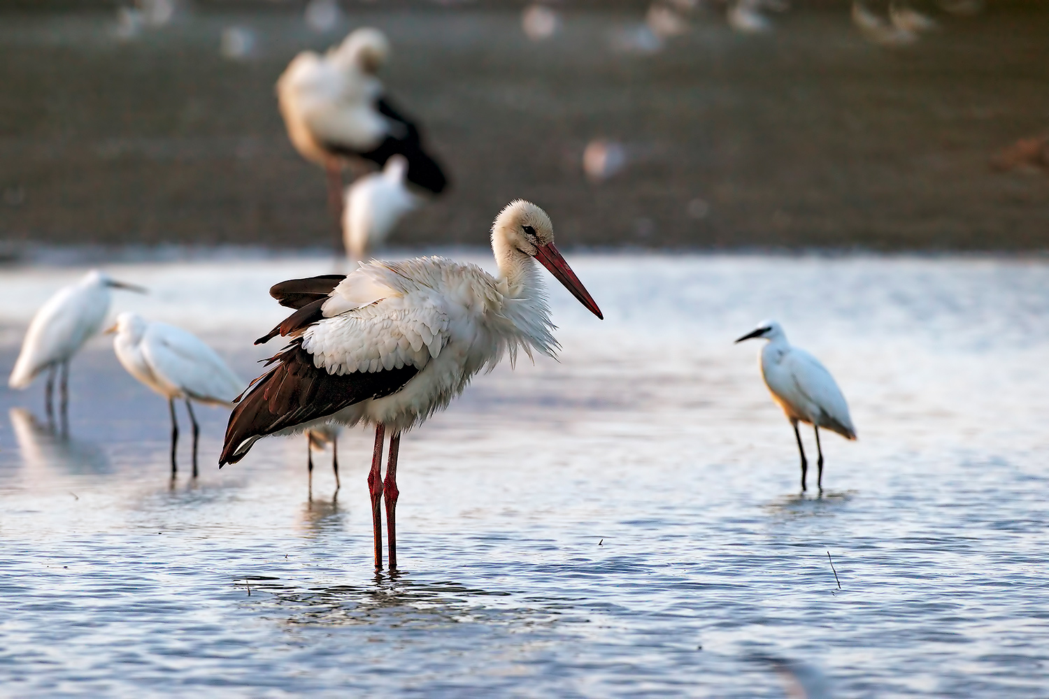 Cicogna appena sveglia....
