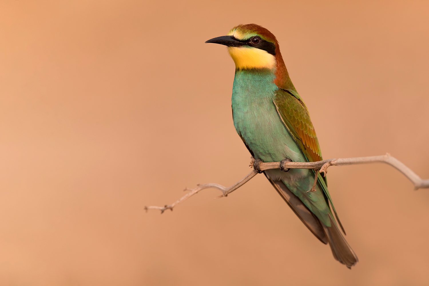 giovane gruccione...