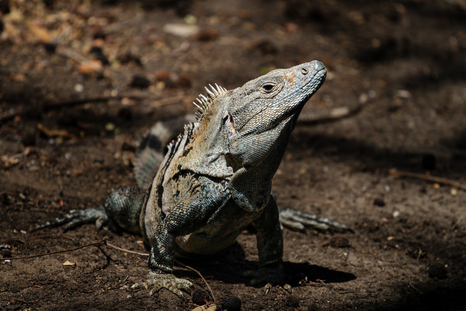 Iguana