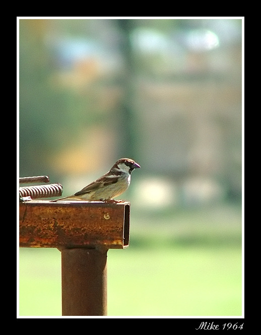 � solo un passerotto...