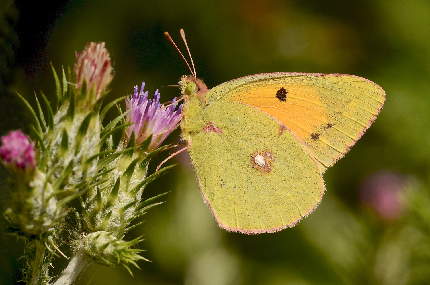 Colias crocea