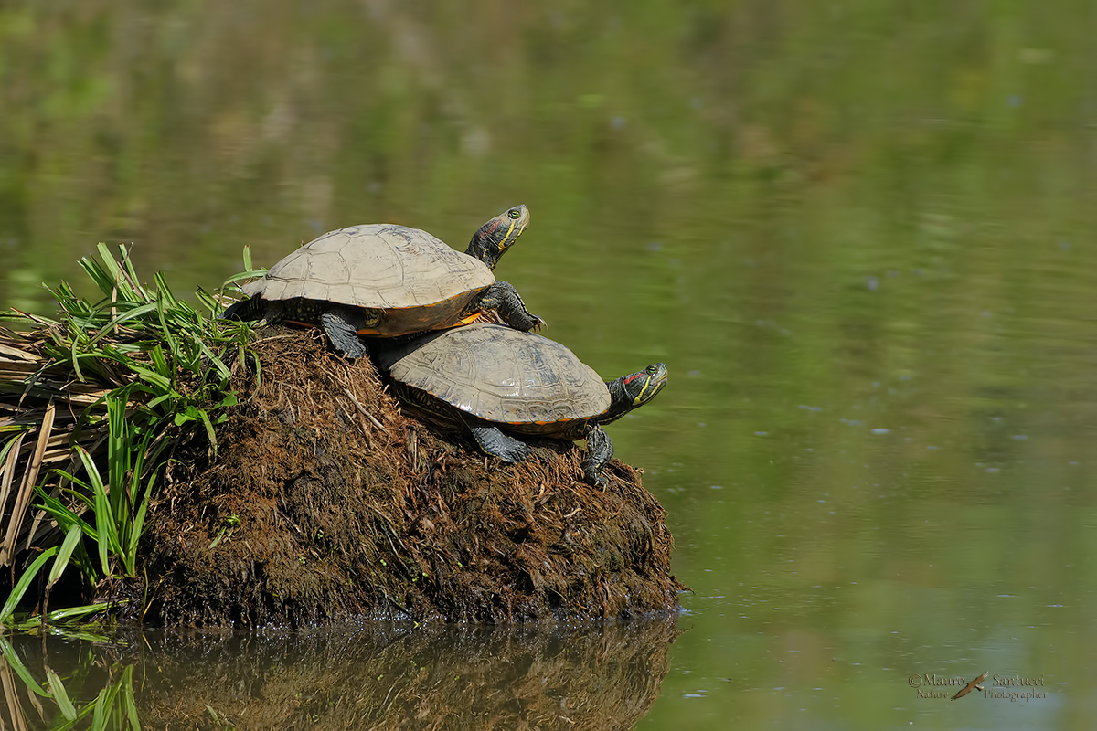 Trachemys-scripta-elegans_DSC4465