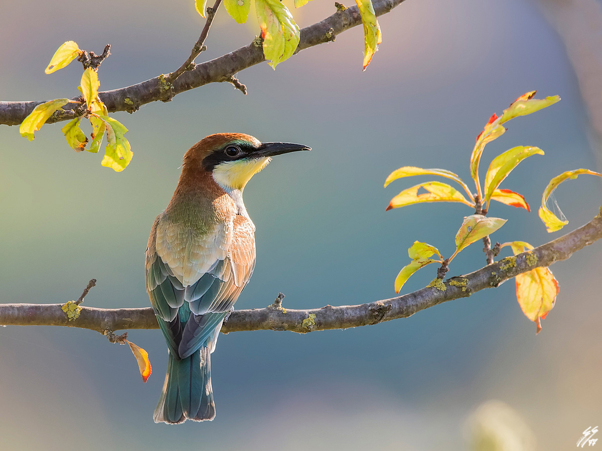 ..gruccione controluce..