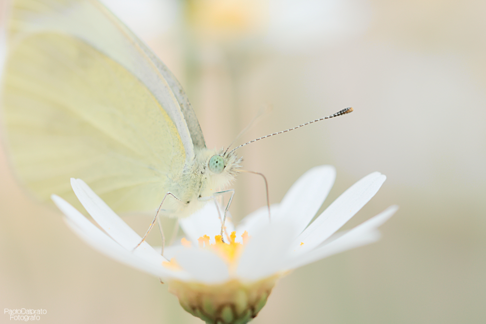Non faccio foto di fiori