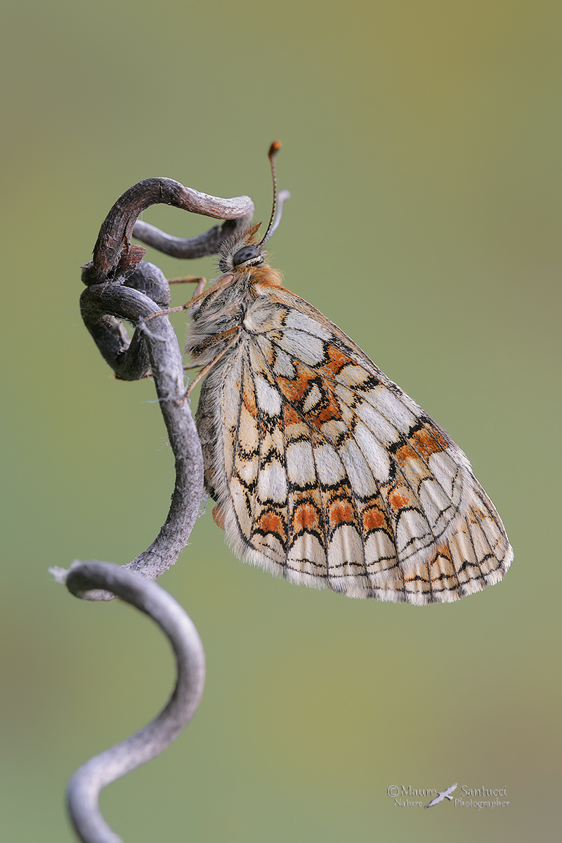 Melitaea-nevadensis_DSC5244