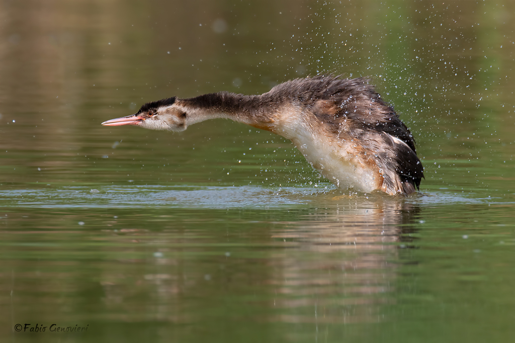 Giovane Svasso Maggiore