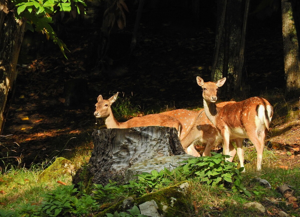 Daini , nelle Foreste Casentinesi