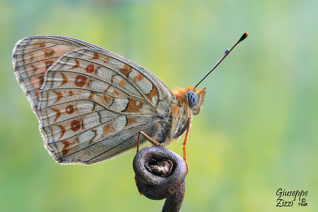 Argynnis niobe f. eris