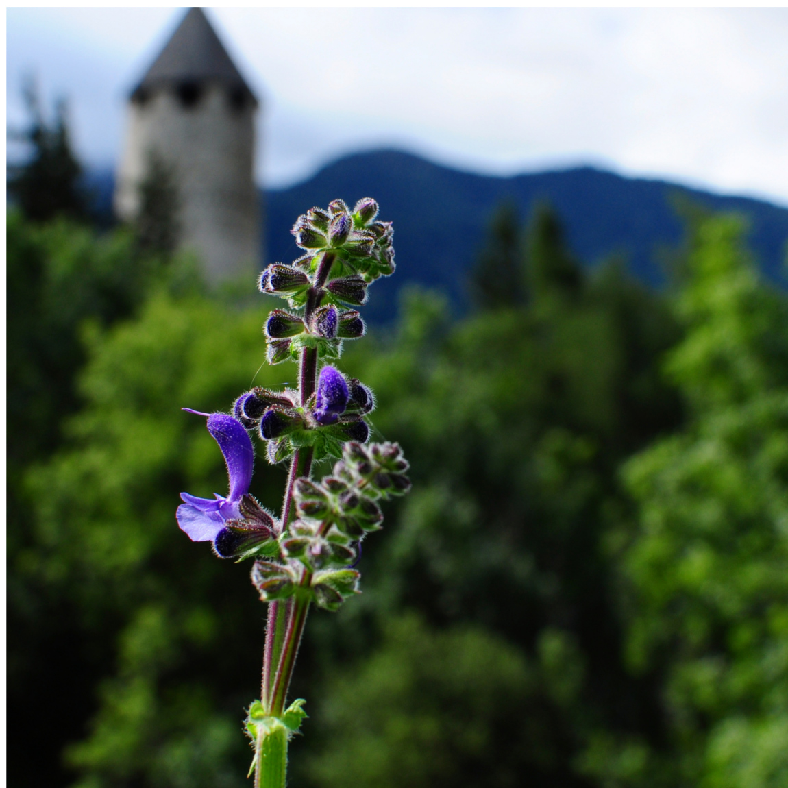 la natura dei castelli