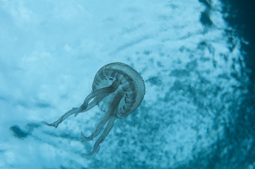 Guardando la superficie..