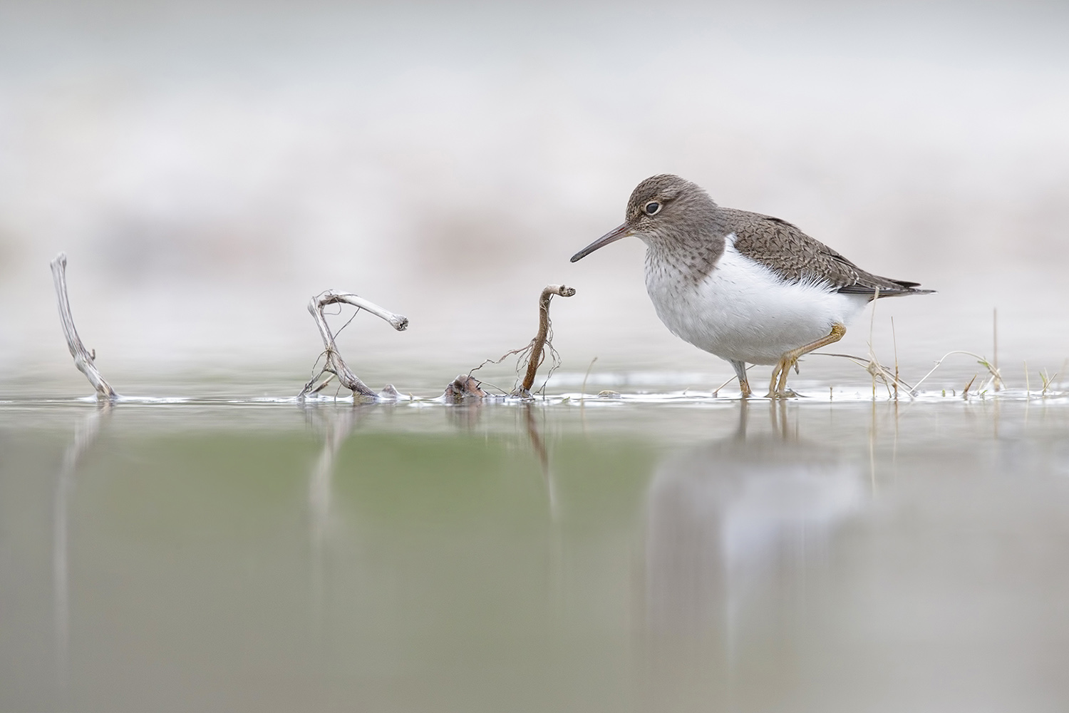 Composizione minimalista