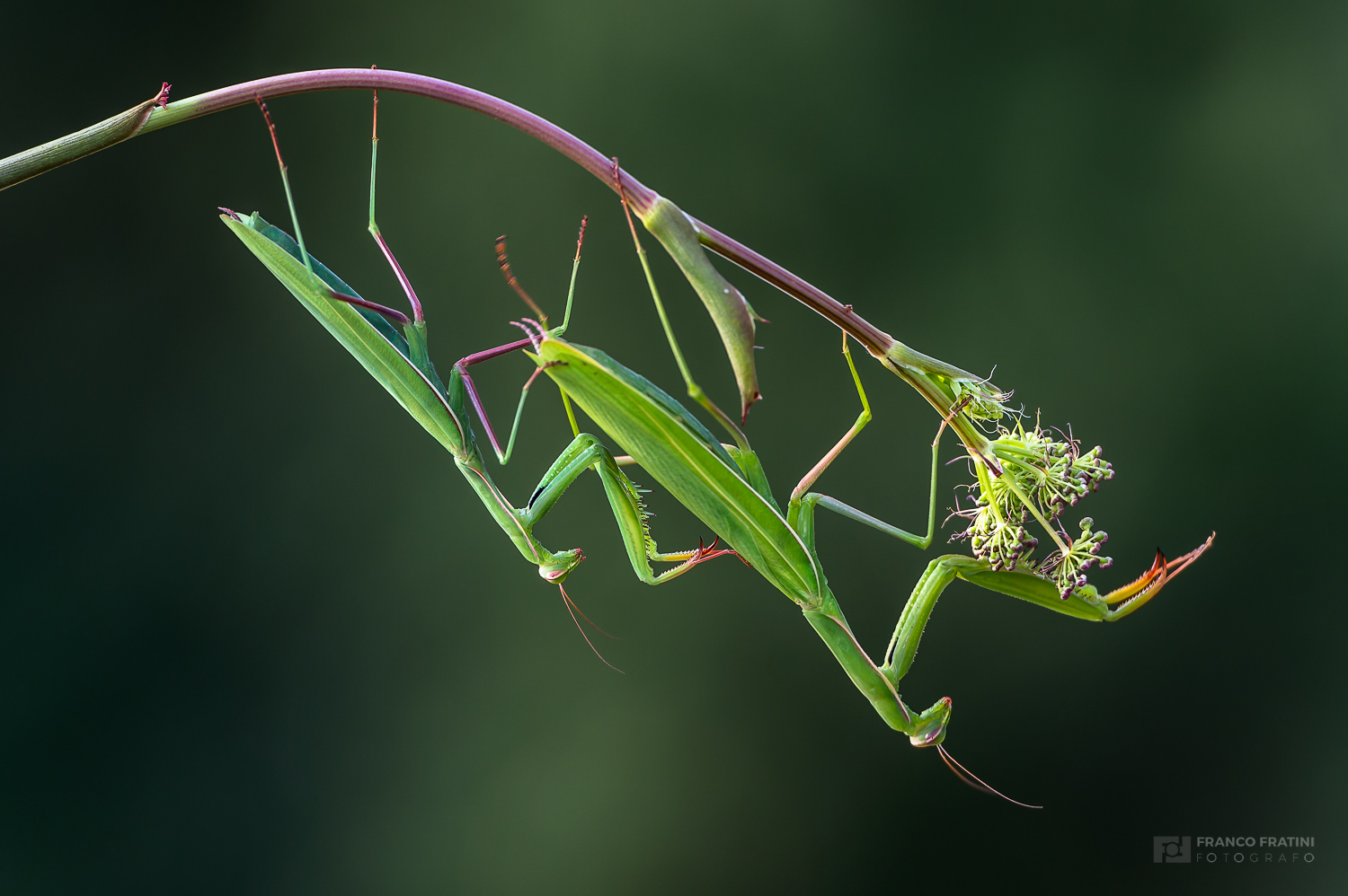Subito prima del fattaccio