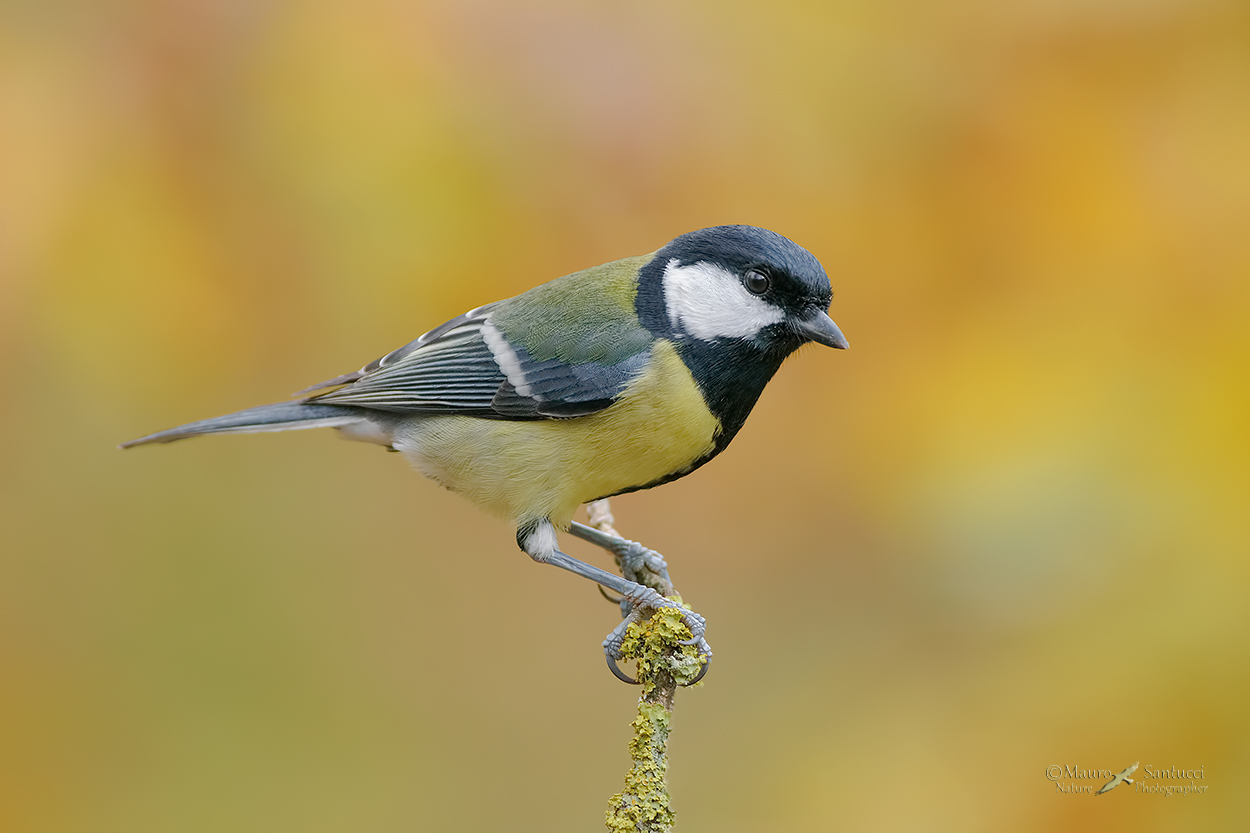 Cinciallegra in colors