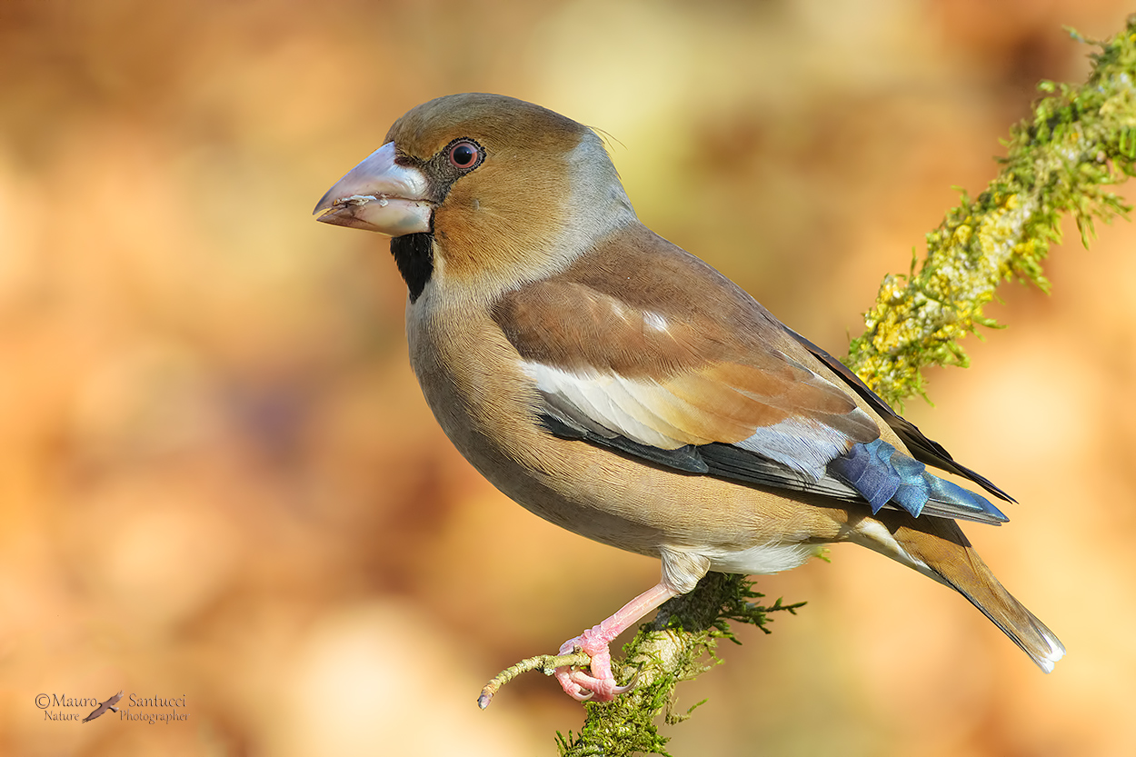 Frosone_male_DSC3867