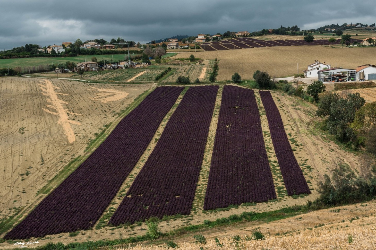 Coltivazioni Erica..