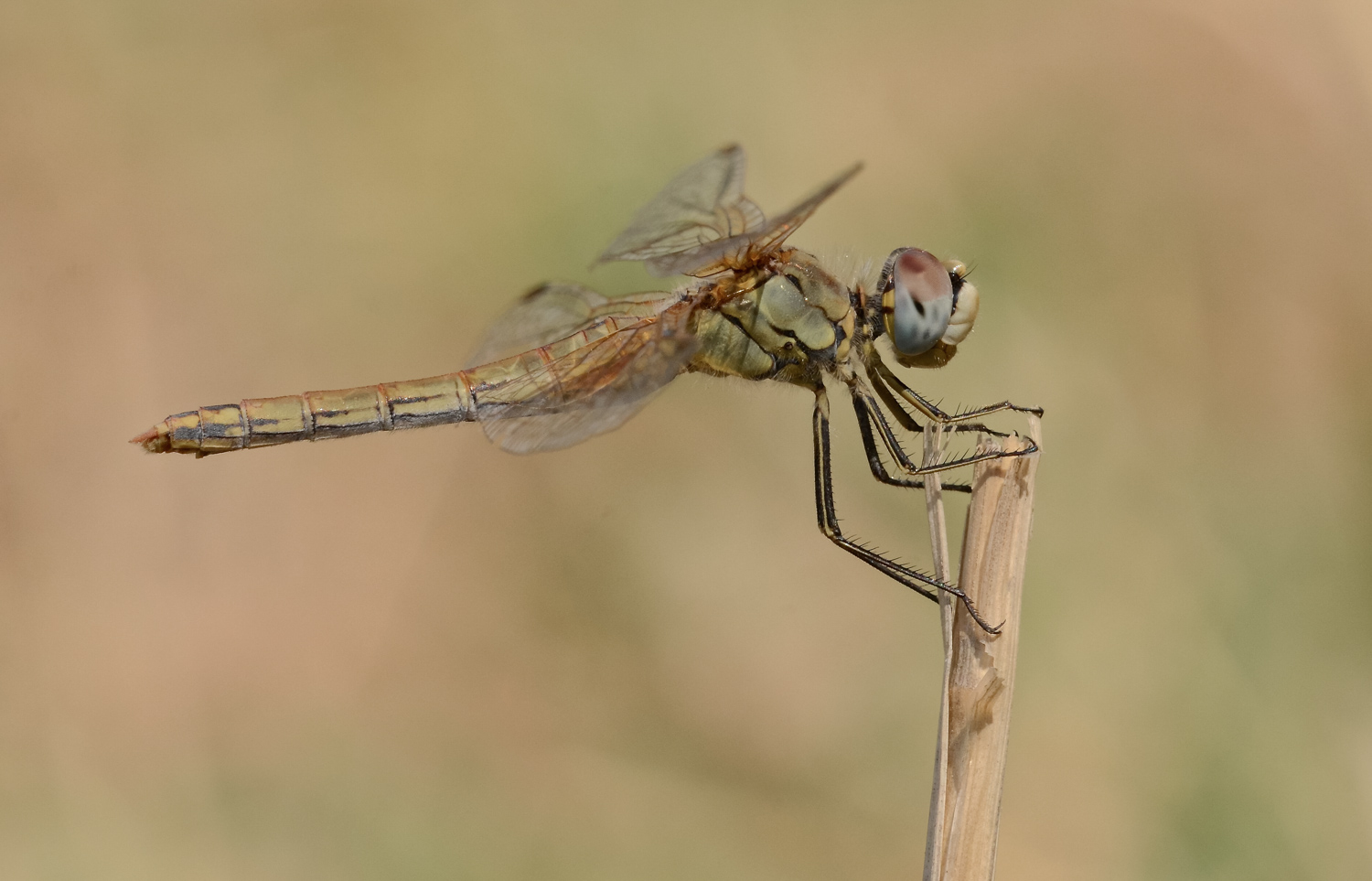 Sympetrum