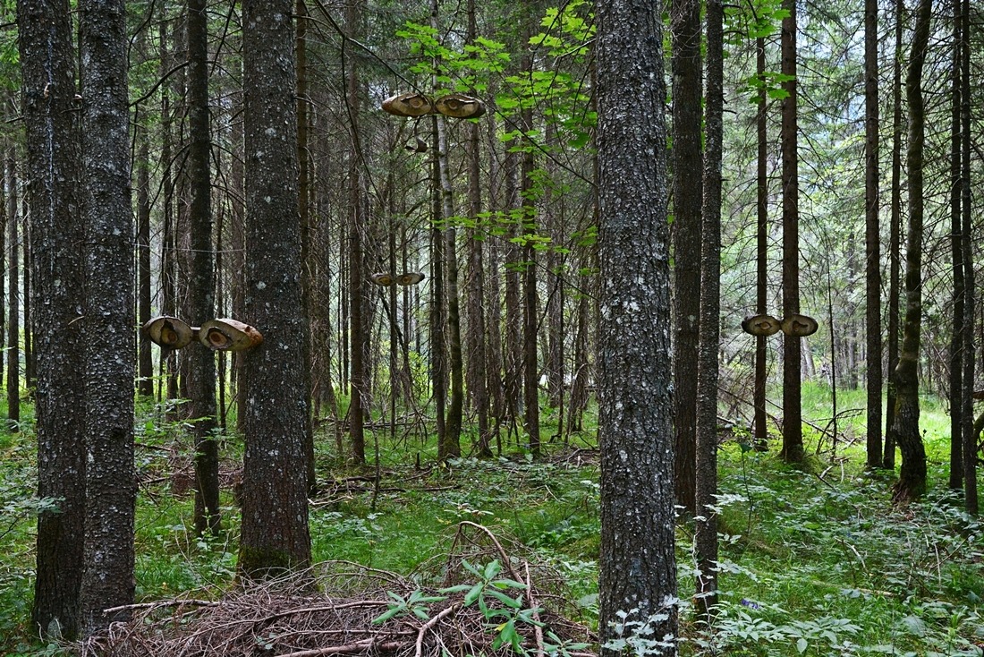 La foresta ci osserva