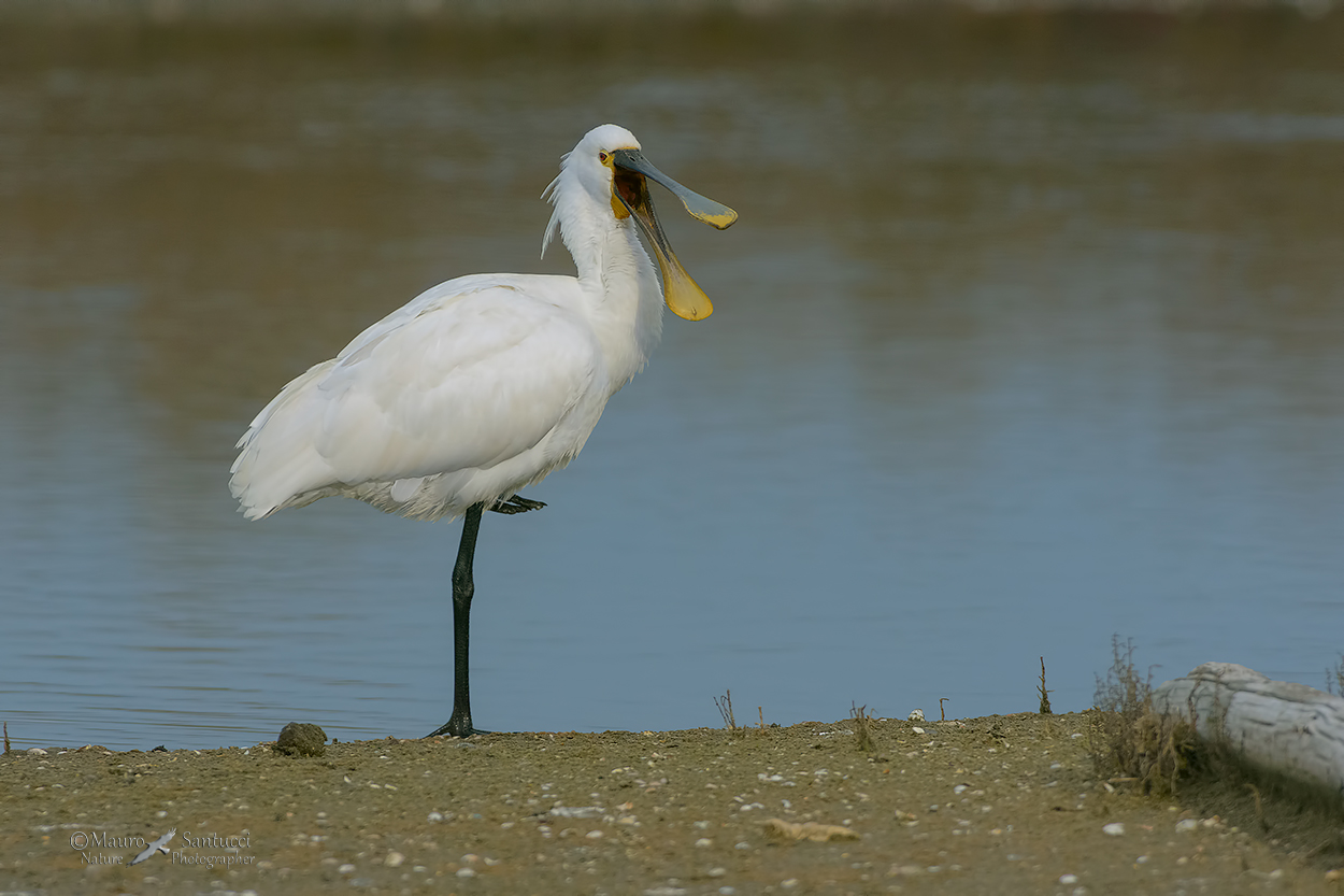 Spatola_lo sbadiglio