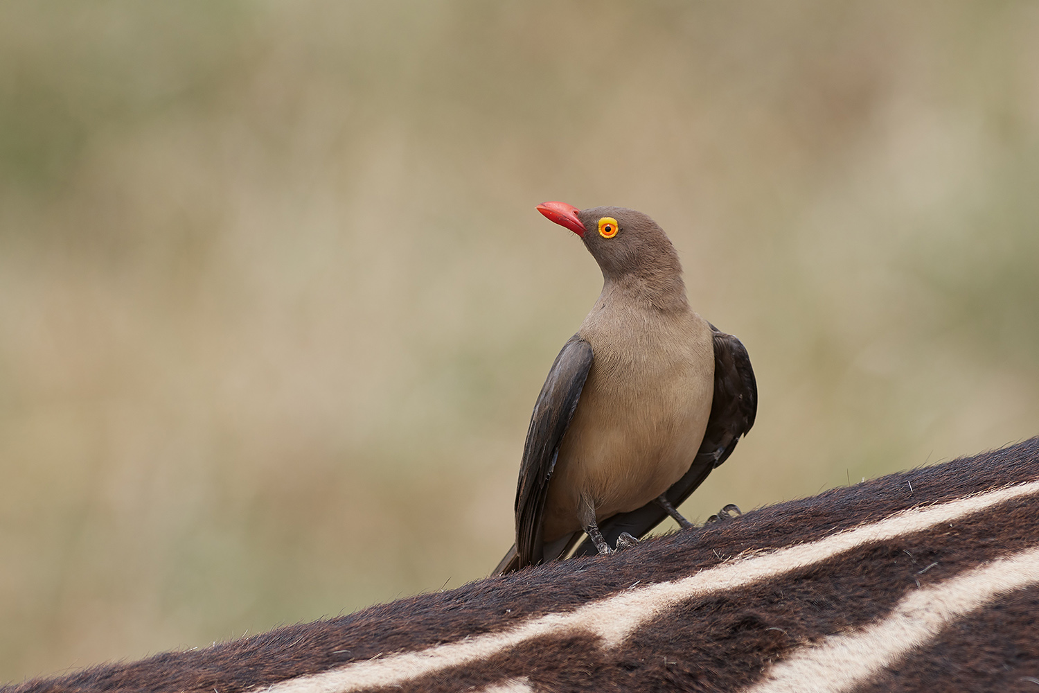 Bufaga dal becco rosso