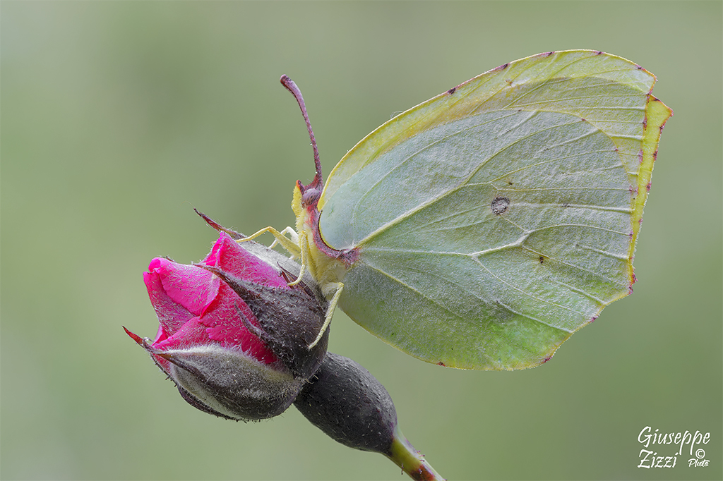 Gonepteryx cleopatra