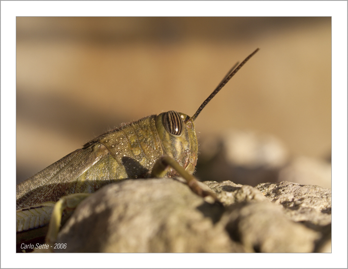 Cavalletta - risveglio