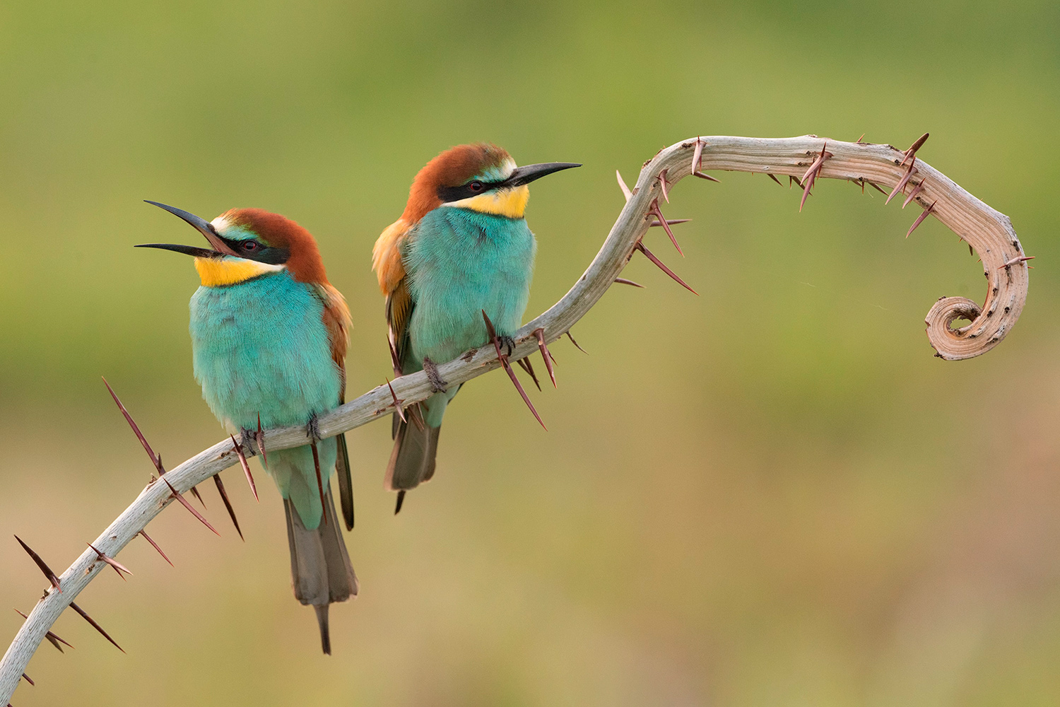 nostalgia nostalgia canaglia.....