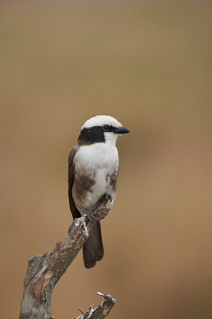 Averla groppabianca (Eurocephalus rueppelli)