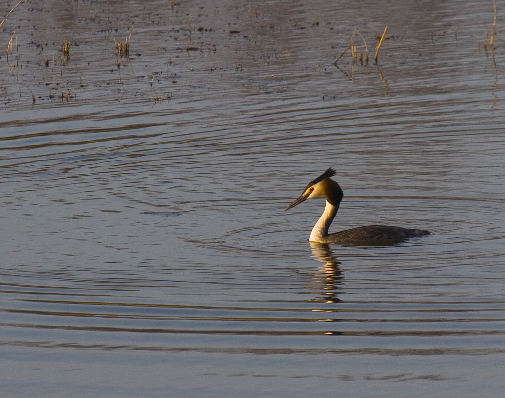 Nell'ultimo sole...uno svasso