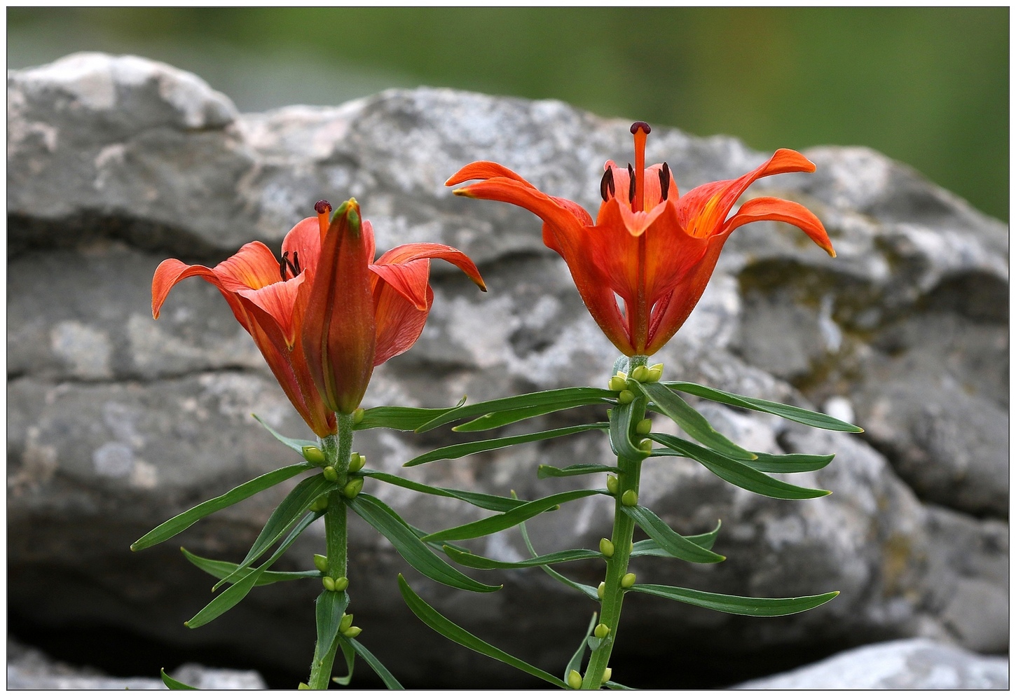 Giglio rosso di San Giovanni