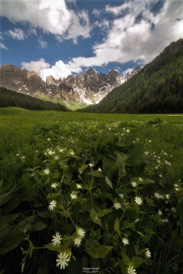 Val Venegia in fiore