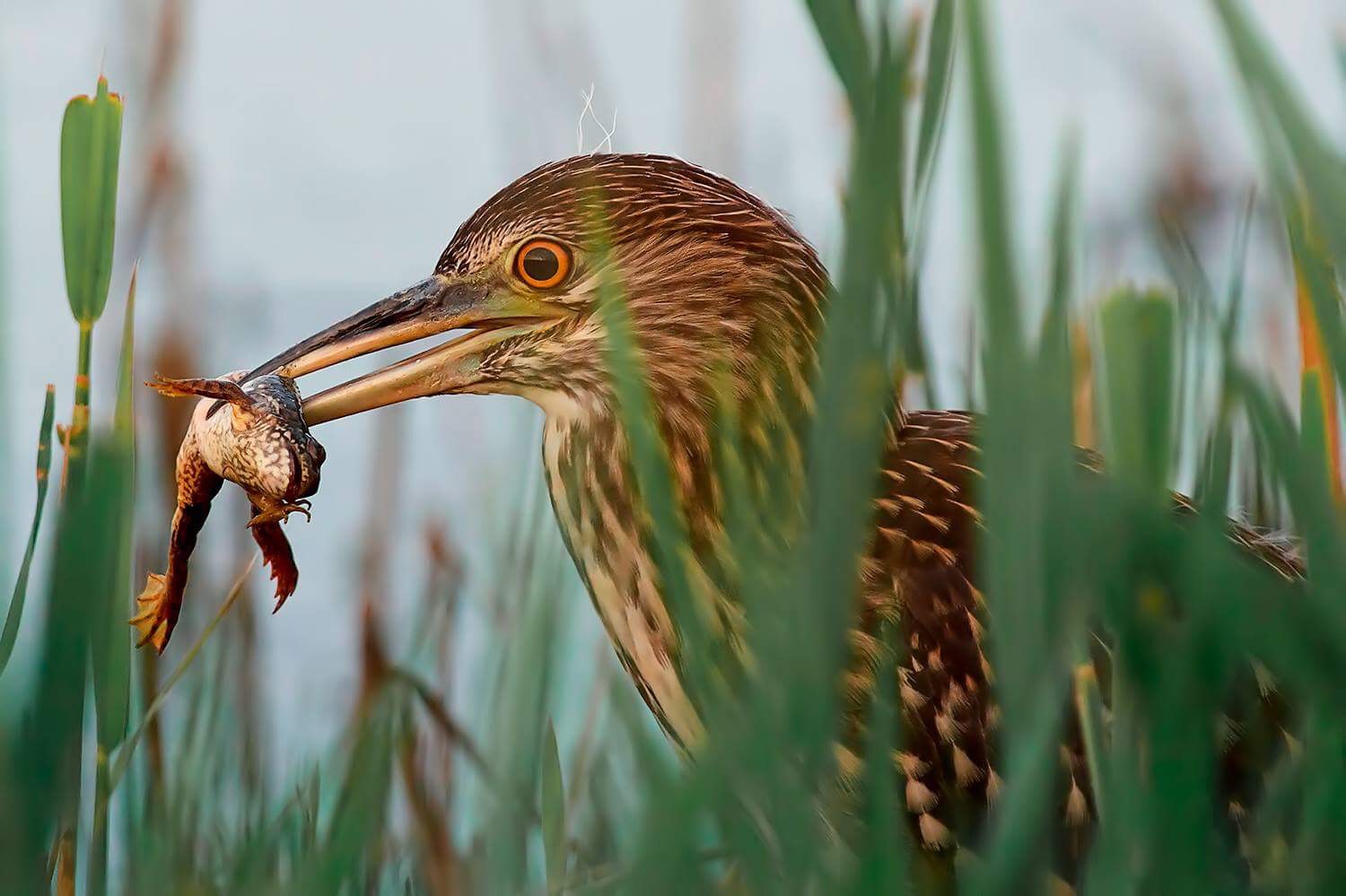 prelibatezze per la giovane nitticora....