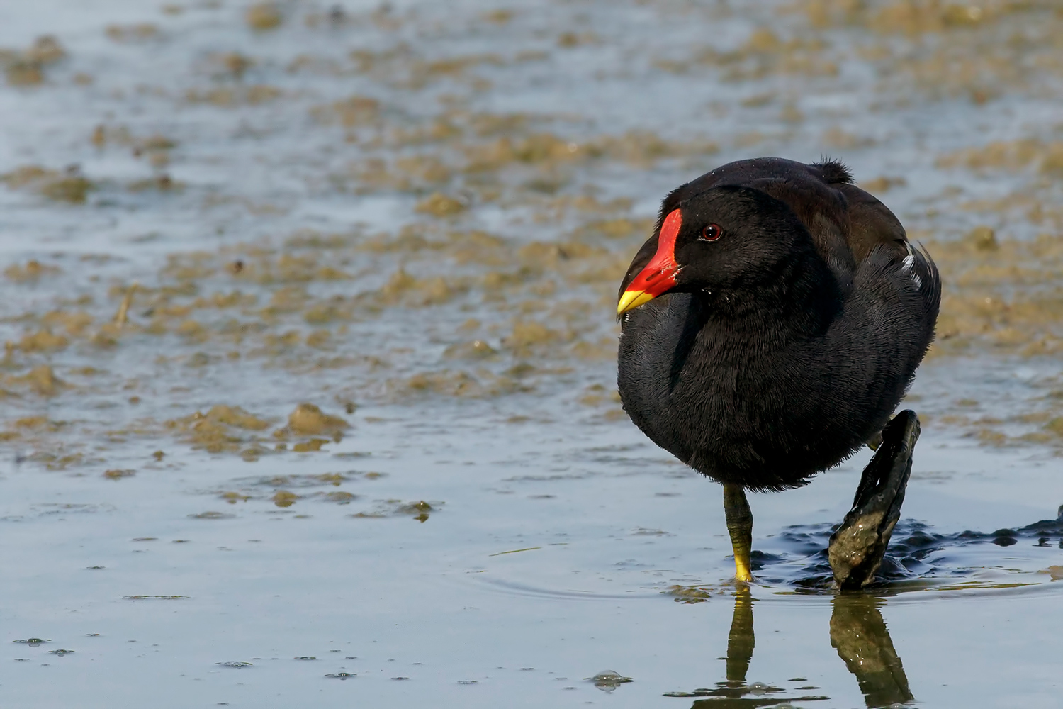 Gallinella d'acqua (Gallinula chloropus)