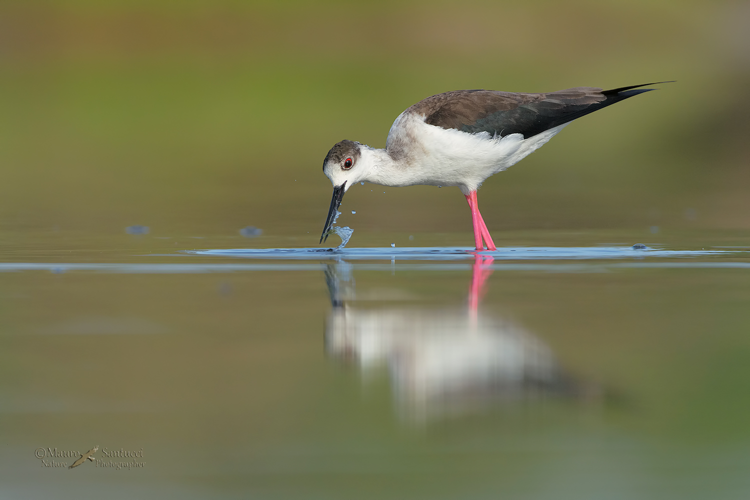 Cavaliere-d'Italia_DSC0240
