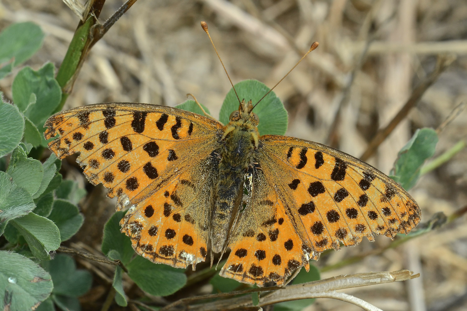 Issoria lathonia di fine estate...