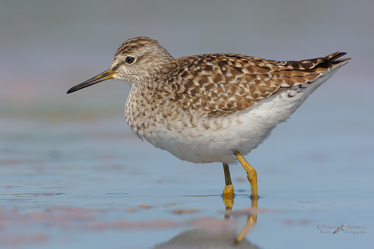 Piro-piro-boschereccio_DSC5121