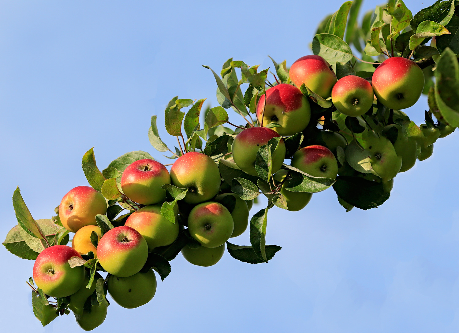 Le Mele dell Alto-Adige