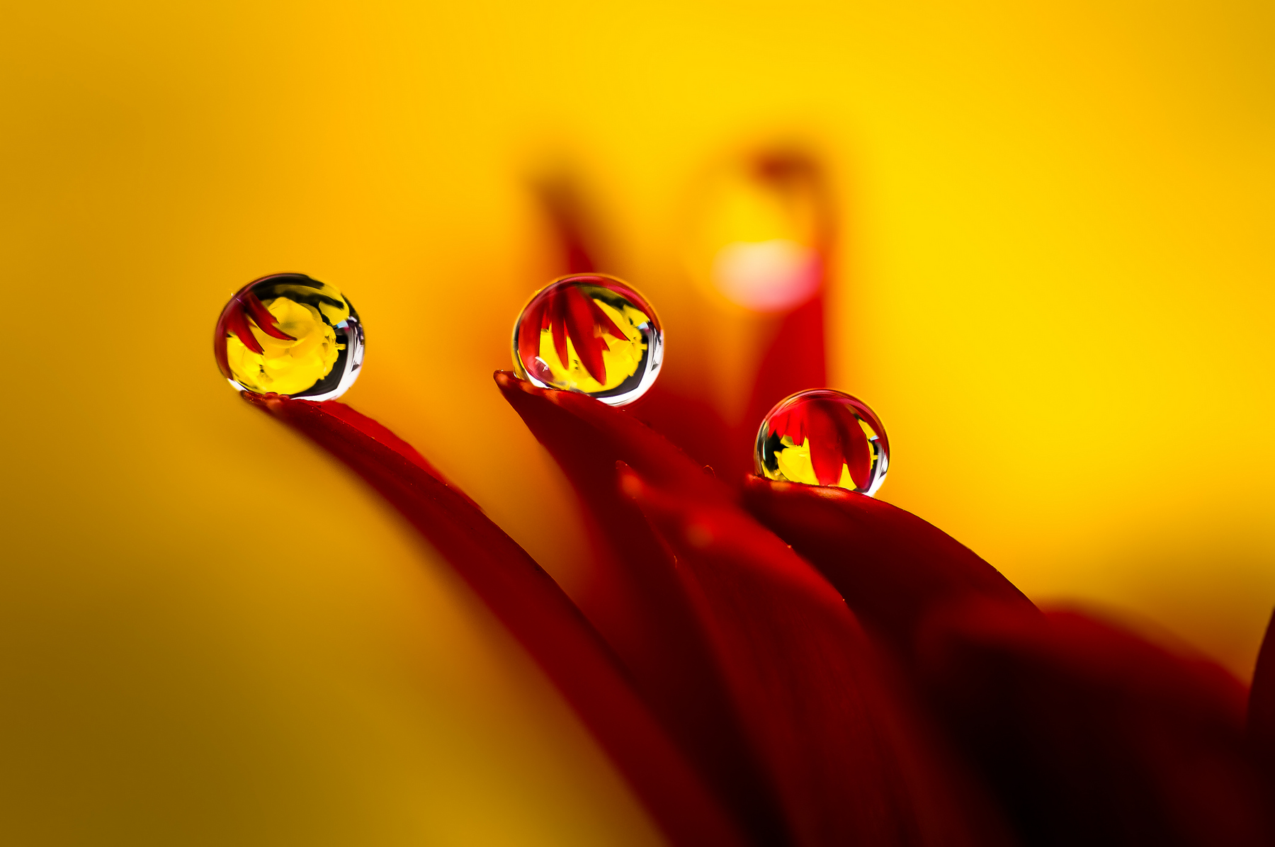 Drops e Flowers Gocce e Fiori Riflessi by Mario JR Nicorelli con Nikon D300s Macro fotografia - Macro Photography - Macro Foto Drops e Flowers Gocce e Fiori Riflessi by Mario JR Nicorelli con Nikon D300s Macro fotografia - Macro Photography - Macro Foto