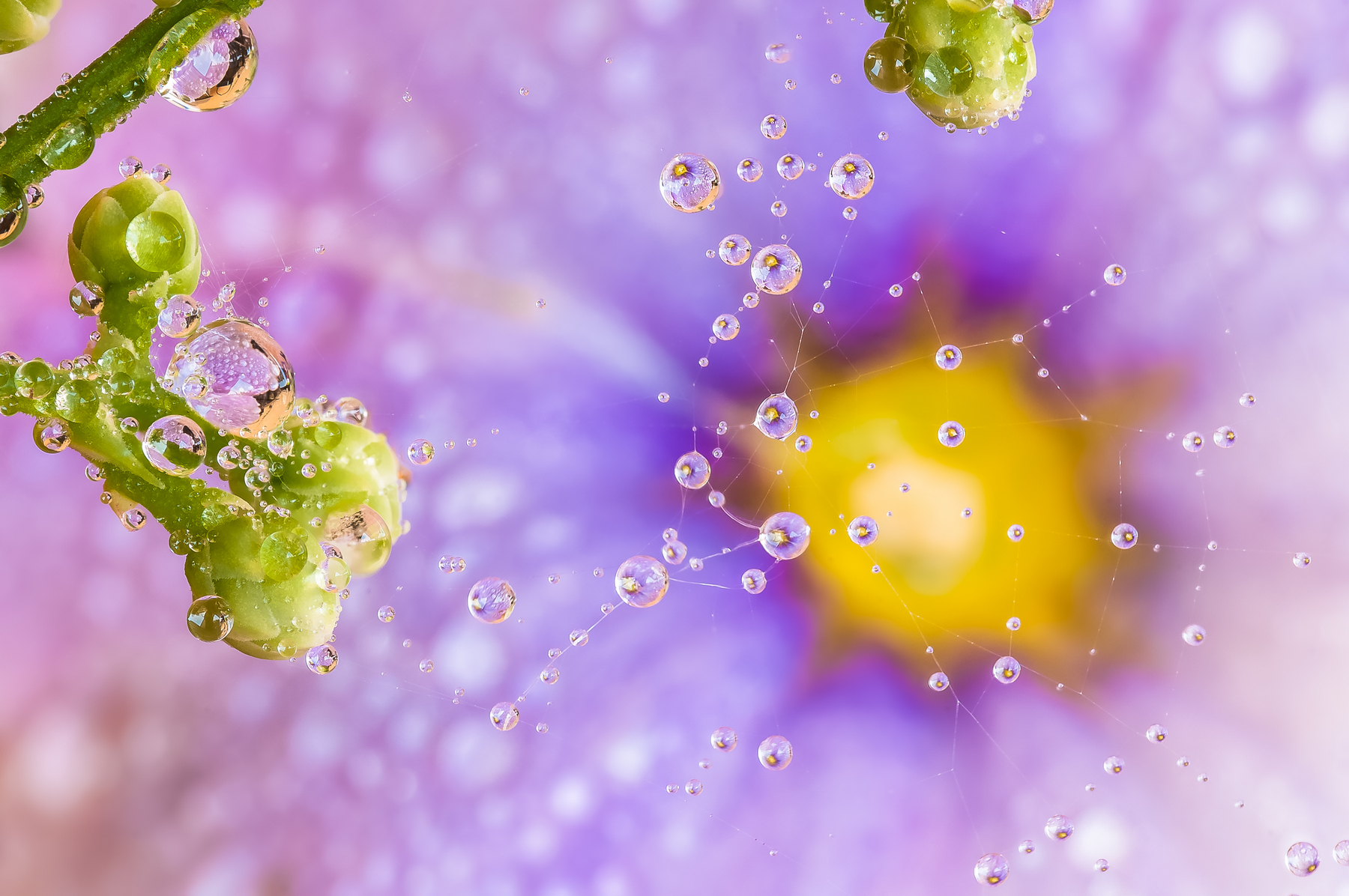 Drops e Flowers Gocce e Fiori Riflessi by Mario JR Nicorelli con Nikon D300s Macro fotografia - Macro Photography - Macro Foto Drops e Flowers Gocce e Fiori Riflessi by Mario JR Nicorelli con Nikon D300s Macro fotografia - Macro Photography - Macro Foto